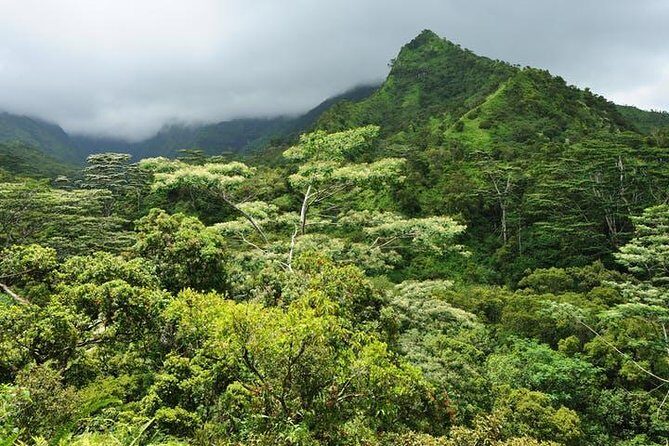 Kauai Cruise Ship Excursion: Wailua River & Fern Grotto - Fern Grotto: rainforest feel, native plants, and a cave stop