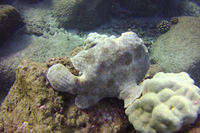 Kauai's Ultimate Dive Boat Adventure (for CERTIFIED Divers Only) - Who should book this, and who should skip it