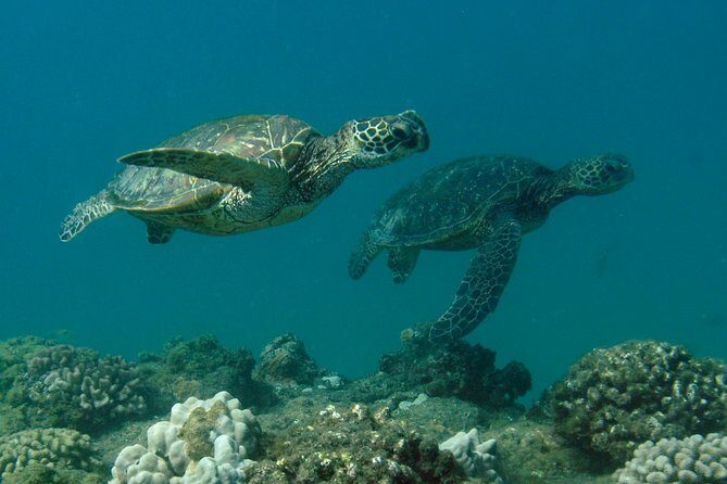 Kauai's Ultimate South Island Zodiac Boat Snorkel Adventure - Who This Tour Fits Best (and Who Should Rethink It)