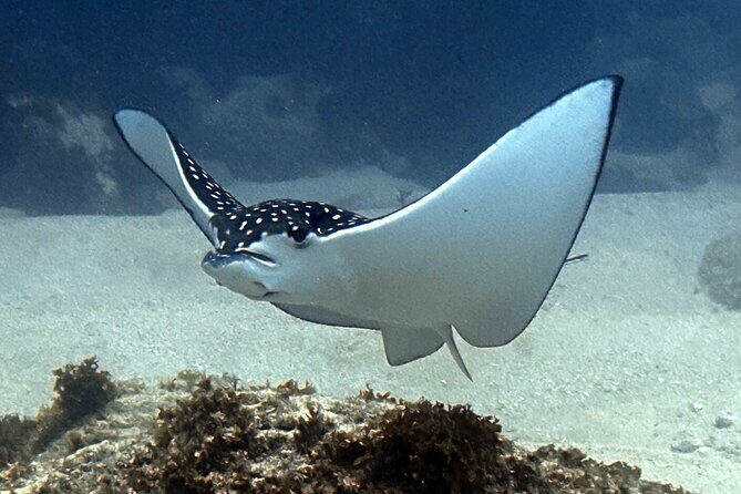 Premium Afternoon Scuba Charter for All Certified Diver Levels - Small-Group Size: 11 People Changes the Experience