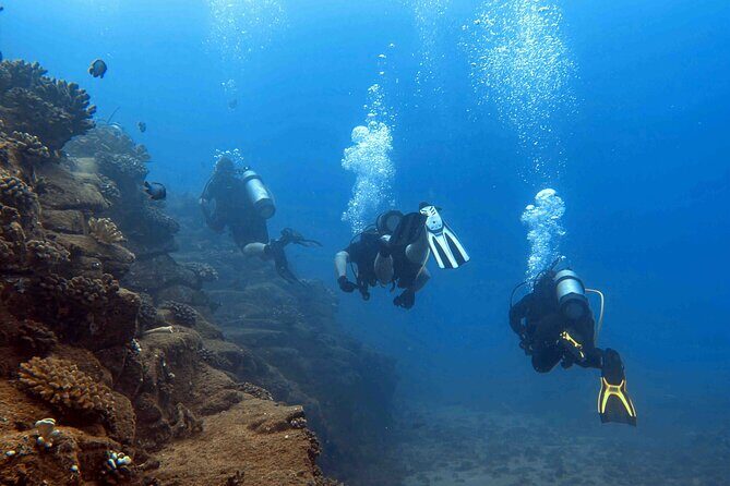 Premium Afternoon Scuba Charter for All Certified Diver Levels - Practical Tips Before You Go