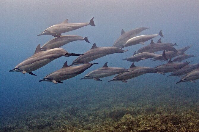 Try Scuba Diving in Kauai From a Boat: No Experience Necessary - Stop-by-Stop: Spouting Horn first, then another classic spot
