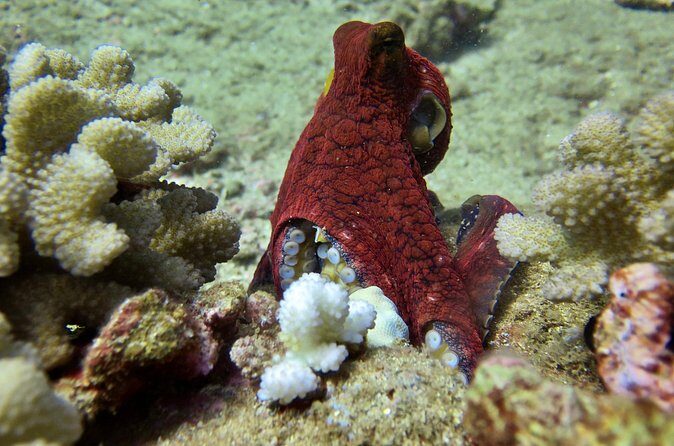 Try Scuba Diving on Kaua’i with Sea Turtles - Price of $665: Does It Match the Value?